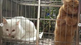 Top: Balita Meninggal Digigit Kutu Kucing, 5 Jenis Kentut Tanda Penyakit