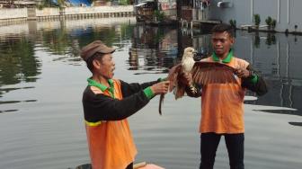 Bersihkan Kali Grogol, Ditemukan Burung Langka Maskot Jakarta Masih Hidup