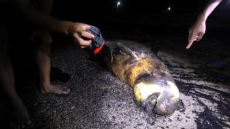 Ikan Duyung Mati Terjerat Jaring, Oleh Nelayan Dagingnya Dibagi-bagi