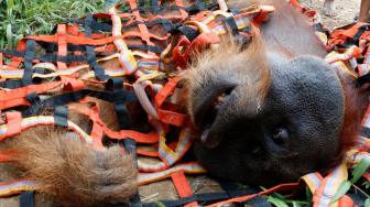 Orangutan pingsan akibat dibius saat evakuasi dari perkebunan warga di Desa Titi Pobin, Trumon Timur, Aceh Selatan, Aceh, Senin (14/1). [ANTARA FOTO/Hasan]
