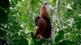 Seekor Orangutan sumatera (pongo abelii) dewasa berjenis kelamin jantan terjebak di kebun warga desa Titi Pobin, Trumon Timur, Aceh Selatan, Aceh, Senin (14/1). [ANTARA FOTO/Hasan]