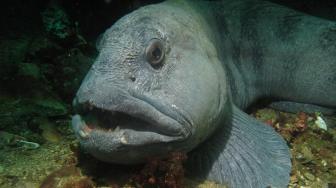 Menyeramkan Mirip Monster, Ikan Atlantic wolffish Ini Hampir Punah