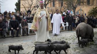 Sejumlah babi diberkati selama upacara tradisional 'Beneides' pada peringatan Hari Santo Antonius di Muro, pulau Balearic, Spanyol, Kamis (17/1). [AFP/Jaime Reina]