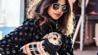 Intip Mantel Mahal Anjing Priyanka Chopra, Berapa Harganya Ya?