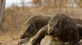 Jaga Kelestarian, Taman Nasional Komodo Tutup Setahun