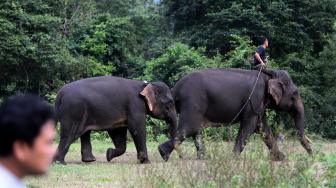 TKI Terbunuh karena Diinjak Gajah di Malaysia