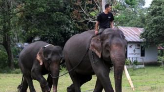 Hutan Terbakar, Kawanan Gajah Liar Lari ke Kebun Sawit Warga