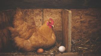 Kena Serangan Jantung, 63 Ekor Ayam Mati Mendadak karena Musik Hajatan Terlalu Berisik