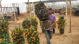 Pekerja melakukan perawatan pohon jeruk Kim Kit yang dijual di Meruya, Jakarta barat, Senin (29/1). [Suara.com/Fakhri Hermansyah]