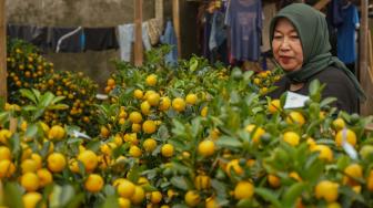 Pekerja melakukan perawatan pohon jeruk Kim Kit yang dijual di Meruya, Jakarta barat, Senin (29/1). [Suara.com/Fakhri Hermansyah]