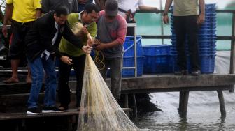 Presiden Joko Widodo memanen udang di Muara Gembong, Bekasi, Jawa Barat, Rabu (30/1). [ANTARA FOTO/Akbar Nugroho Gumay]

