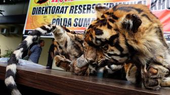 Polisi Ungkap Perdagangan Kulit Harimau Sumatera