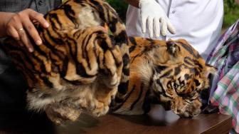 Barang bukti kulit Harimau Sumatera (Panthera tigris sumatrae) ditunjukkan kepada media saat rilis kasus perdagangan kulit satwa dilindungi di Mapolda Sumut, Medan, Sumatera Utara, Kamis (31/1). [ANTARA FOTO/Irsan Mulyadi]