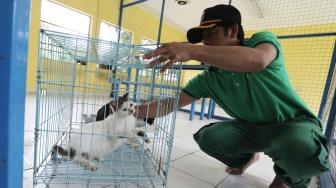 Petugas melakukan perawatan kucing liar di Puskeswan Ragunan, Jakarta Selatan, Sabtu (2/2). [Suara.com/Fakhri Hermansyah]