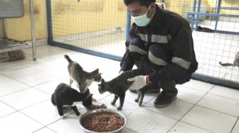 Petugas melakukan perawatan kucing liar di Puskeswan Ragunan, Jakarta Selatan, Sabtu (2/2). [Suara.com/Fakhri Hermansyah]