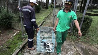 Petugas melakukan perawatan kucing liar di Puskeswan Ragunan, Jakarta Selatan, Sabtu (2/2). [Suara.com/Fakhri Hermansyah]