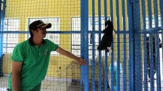 Petugas melakukan perawatan kucing liar di Puskeswan Ragunan, Jakarta Selatan, Sabtu (2/2). [Suara.com/Fakhri Hermansyah]