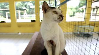Kucing liar di Puskeswan Ragunan, Jakarta Selatan, Sabtu (2/2). [Suara.com/Fakhri Hermansyah]
