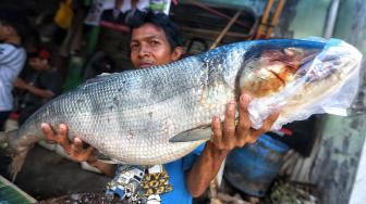 Tradisi Ratusan Tahun, Bandeng Seberat 7,8 Kg Menangkan Kontes di Gresik