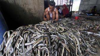 Begini Proses Produksi Pengolahan Kulit Ular