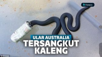 Ular-Ular Australia Nyangkut Berjamaah di Kaleng Minuman, Fenomena Apa Ini?