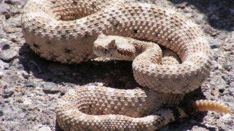 Fenomena Ular Tersangkut dalam Kaleng Bekas di Australia
