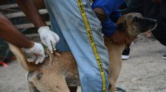 Catat! 3 Wilayah di Indonesia yang Diserang Anjing Rabies