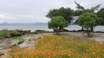 Indahnya Pantai Pasir Bertabur Bunga di Danau Toba