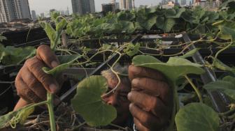 Ngetren saat PSBB, Begini Cara Berkebun di Rumah