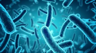 Duh! Ilmuwan Temukan 2.000 Bakteri dalam Perut Manusia