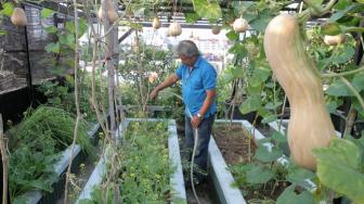 Memanfaatkan Atap Rumah untuk Berkebun