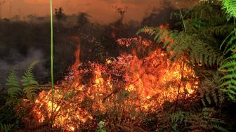 Gara-gara Puntung Rokok, Dua Hektare Lahan di Aceh Hangus Terbakar