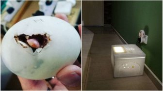 Beli Telur Balut, Cewek Ini Malah Menetaskannya Hingga Jadi Bebek Dewasa