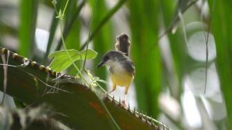 Jumlah Jenis Burung di Indonesia Bertambah Enam pada 2019