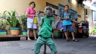 Atraksi Topeng Monyet di Jakarta Kembali Terlihat