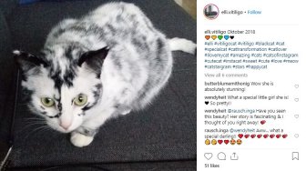 Ini Elli, Kucing Lucu Pengidap Vitiligo yang Tenar di Instagram