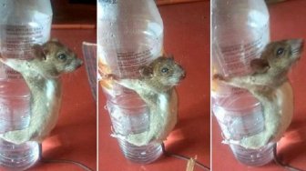 Tikus Ini Diikat dan Disiksa Hanya Karena Dituduh Makan Kabel Charger! 