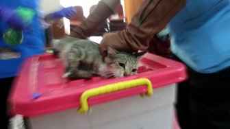 Petugas dari Rumah Sakit Hewan Jakarta melakukan sterilisasi gratis bagi kucing peliharaan di Kecamatan Duren Sawit, Jakarta Timur, Rabu (27/2). [Suara.com/Arief Hermawan P]