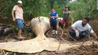 Heboh, Bangkai Paus 8 Meter Ditemukan Terdampar di Hutan Mangrove Brasil