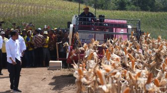 Presiden Joko Widodo (kiri) menyaksikan pekerja memanen dalam acara panen raya jagung di Gorontalo, Jumat (1/3). [ANTARA FOTO/Akbar Nugroho Gumay]