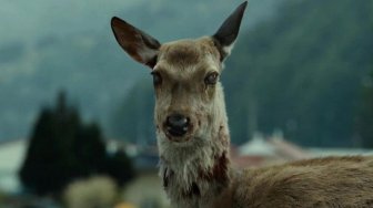 Gawat! Rusa di Amerika Serikat Terserang Penyakit 'Zombie' dan Bisa Menular