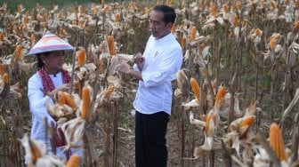 Presiden Joko Widodo didampingi Ibu Negara Iriana Joko Widodo memanen dalam acara panen raya jagung di Gorontalo, Jumat (1/3). [ANTARA FOTO/Akbar Nugroho Gumay]