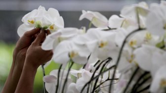 Pekerja merawat Anggrek (Orchidaceacea) hasil budidaya di Taman Anggrek Ragunan, Jakarta Selatan, Sabtu (2/3). [Suara.com/Arief Hermawan P]