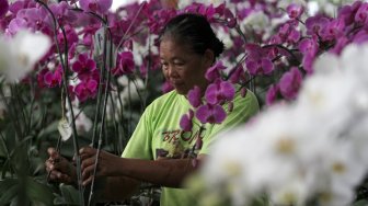 Pekerja merawat Anggrek (Orchidaceacea) hasil budidaya di Taman Anggrek Ragunan, Jakarta Selatan, Sabtu (2/3). [Suara.com/Arief Hermawan P]