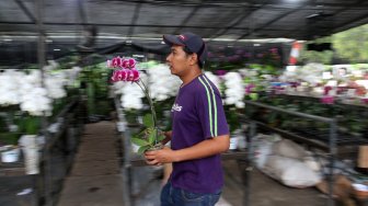 Pekerja merawat Anggrek (Orchidaceacea) hasil budidaya di Taman Anggrek Ragunan, Jakarta Selatan, Sabtu (2/3). [Suara.com/Arief Hermawan P]