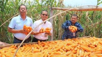 Bupati Pacitan Ikut Serta dalam Panen Raya Jagung