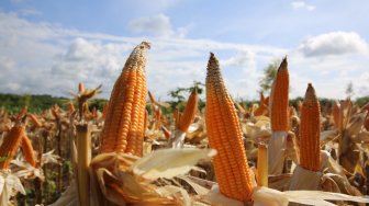 Panen Jagung Melimpah, Pemerintah Siap Jaga Stabilitas Harga