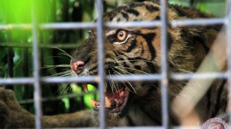 Terperangkap Jerat dan Nyaris Diamputasi, Begini Kondisi Harimau di Riau