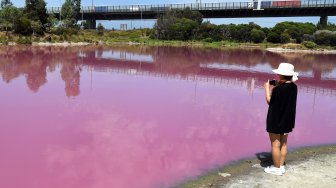 Suasana danau yang berubah warna menjadi pink di Westgate Park, Melbourne, Australia, Senin (4/3). [William WEST/AFP]