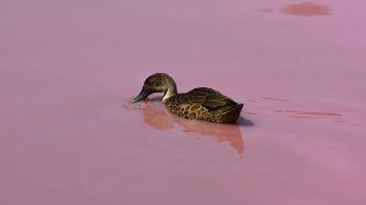 Suasana danau yang berubah warna menjadi pink di Westgate Park, Melbourne, Australia, Senin (4/3). [William WEST/AFP]